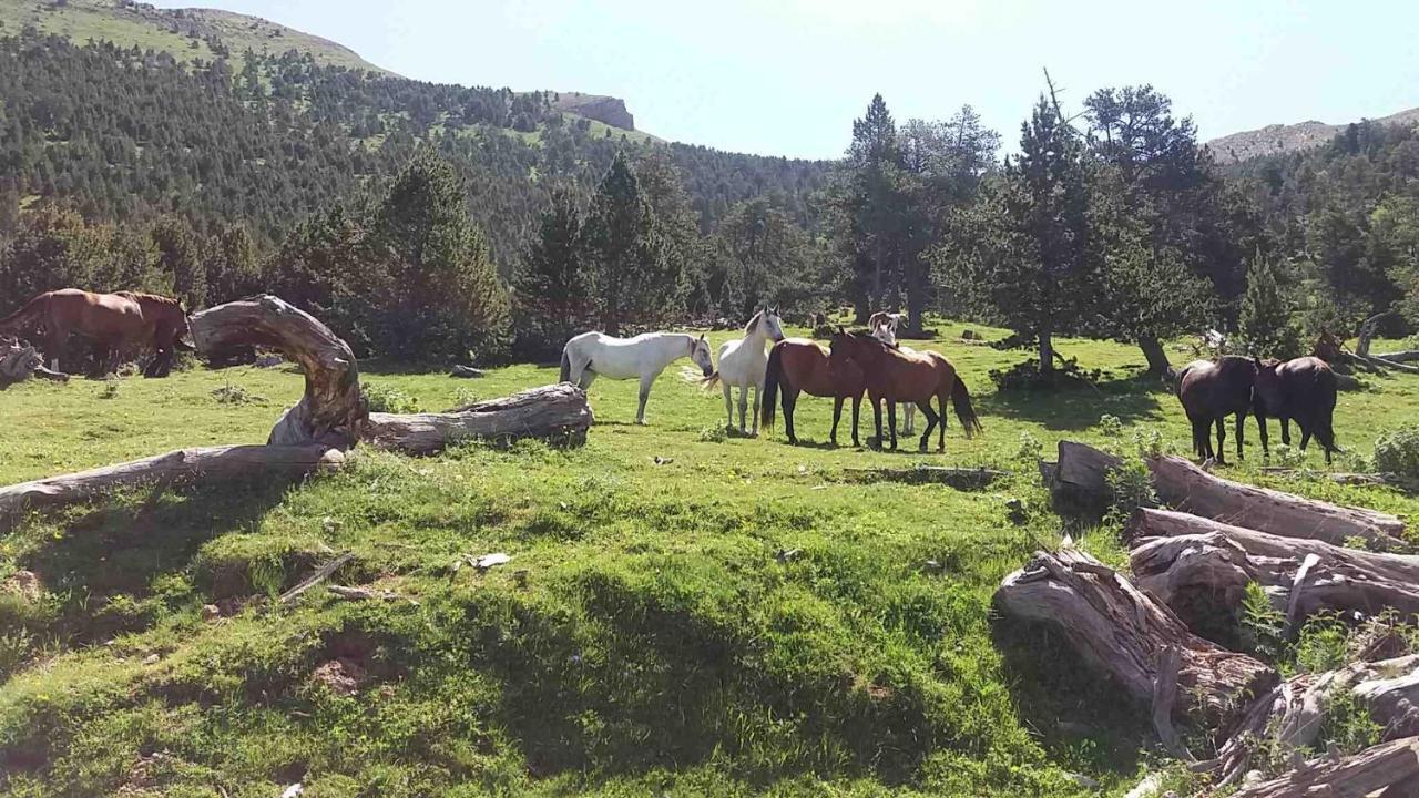 Apartaments Morello Esterri D'Aneu Εξωτερικό φωτογραφία